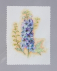 dephinium 2016